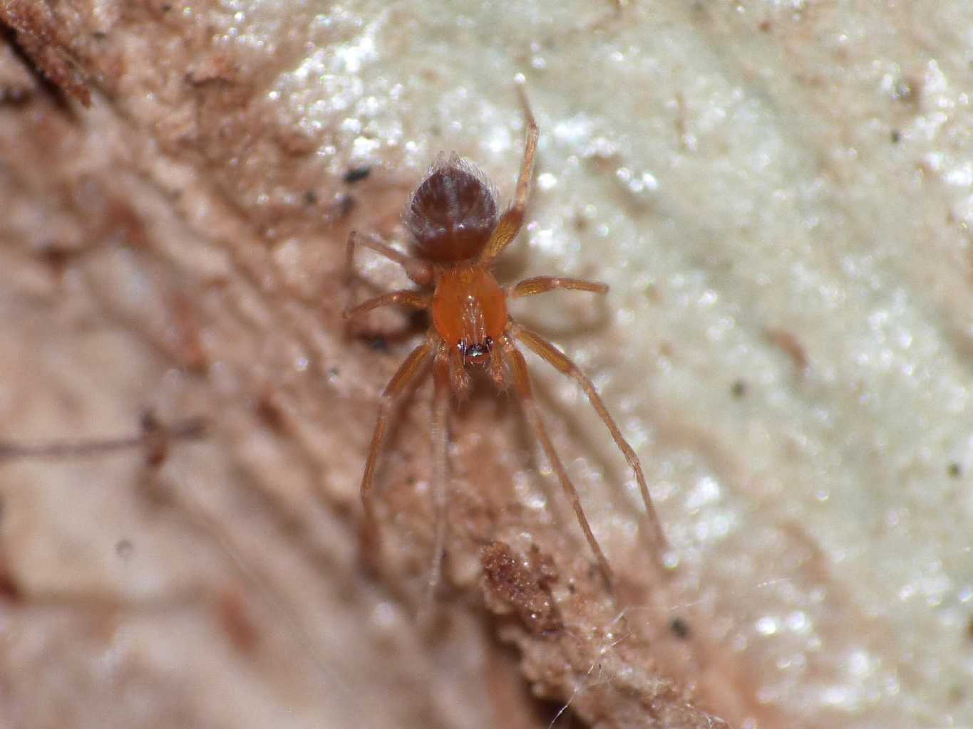 Ragnetto rosso:  Orchestina sp. (Oonopidae) - Lazio